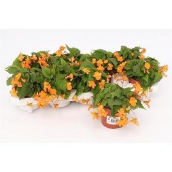 image BEGONIA PAPAYA
