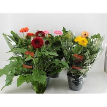 image GERBERA PATIO VARIE