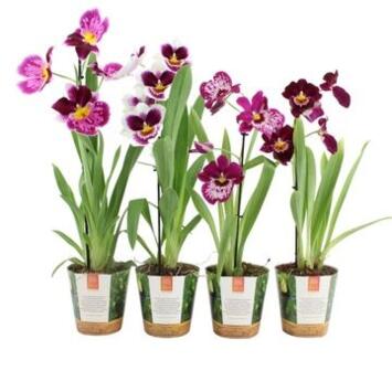 image MILTONIA 2BR VIOLET BLANC