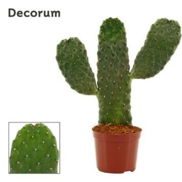 image CACTUS OPUNTIA CONSOLEA