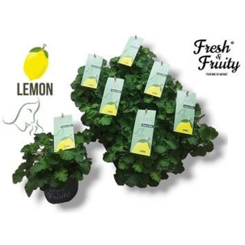 image GERANIUM ODORANT LEMON FRESH