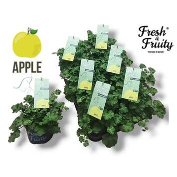 image GERANIUM ODORANT APPLE FRESH