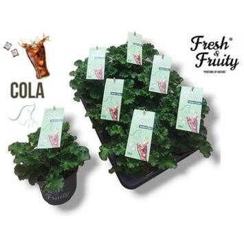 image GERANIUM ODORANT COLA FRESH