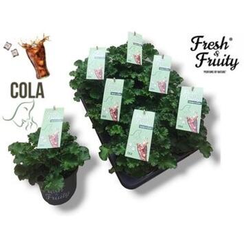 image GERANIUM ODORANT COLA FRESH