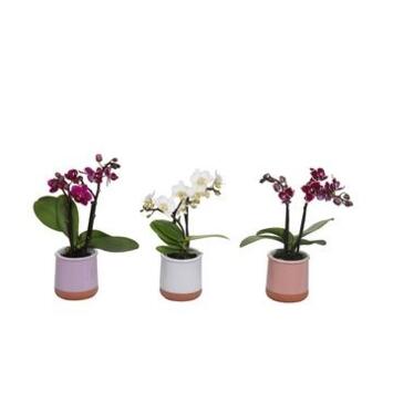 image PHALAENOPSIS 2BR VARIE CERAM