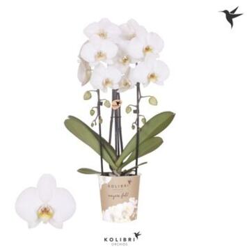 image PHALAENOPSIS 2BR BLANC CASCADE