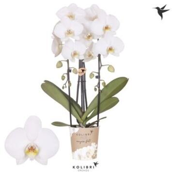 image PHALAENOPSIS 2BR BLANC CASCADE