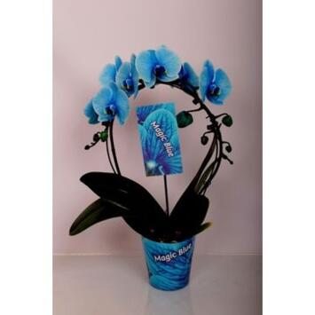 image PHALAENOPSIS 2BR TEINTE BLEU ARCEAU