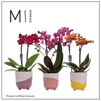 image PHALAENOPSIS 2BR VARIE CERAM