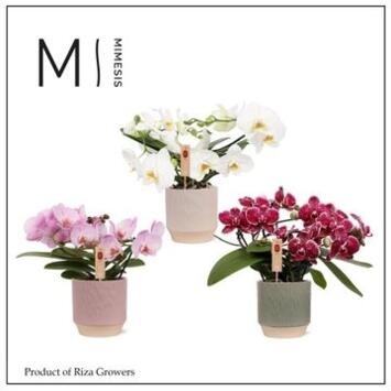 image PHALAENOPSIS 2BR VARIE MUSE CERAM