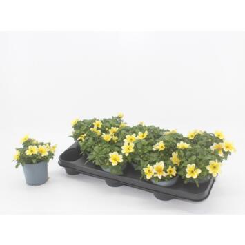 image BIDENS GOLDSTRIKE