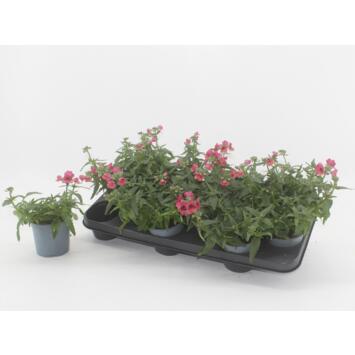 image NEMESIA ANGELART RASBERRY