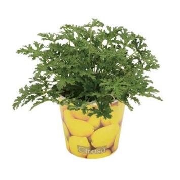 image GERANIUM ODORANT CITRON