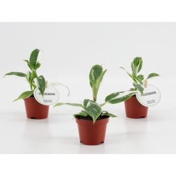 image PHILODENDRON WHITE PRINCESS