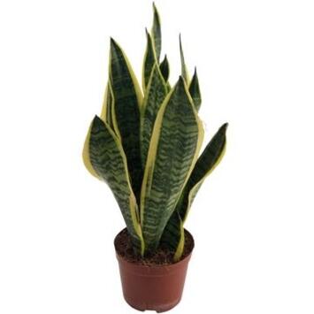 image SANSEVIERIA FUTURA SUPERBA