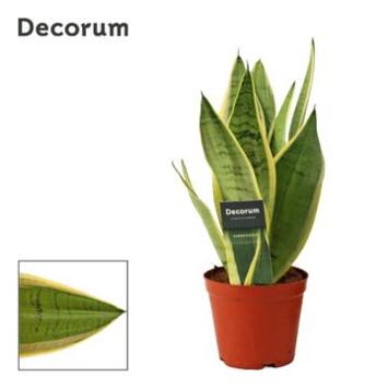 image SANSEVIERIA WHITE SNOW