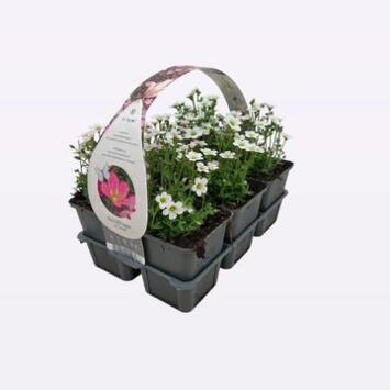 image SAXIFRAGE PIXIE