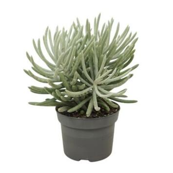 image SENECIO SCAPOSUS