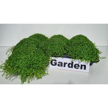 image HELXINE SOLEIROLII