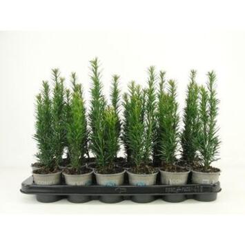image TAXUS BACCATA FASTIGIATA ROBUSTA