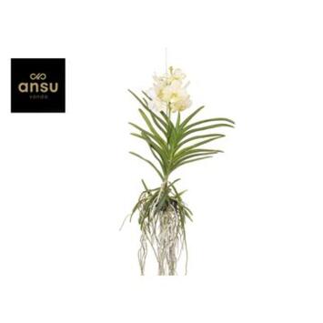 image VANDA SUSP