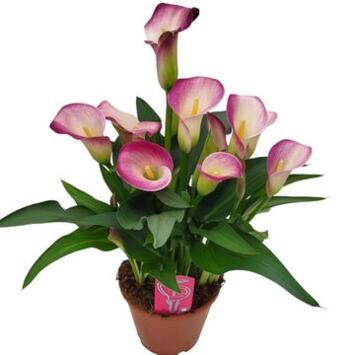image ARUM DYNASTY