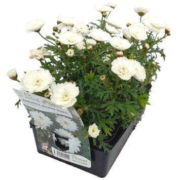 image ANTHEMIS FL DBLE BLANCHE BQ6