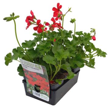 image GERANIUM CALIENTE ROUGE BQ6