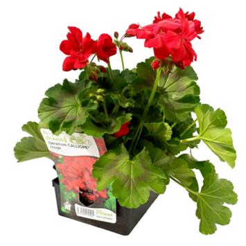image GERANIUM CALLIOPE ROUGE BQ6