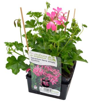 image GERANIUM LIERRE SIMPLE 2COULEURS BQ6