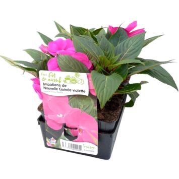 image IMPATIENS GUINEE VIOLET BQ6