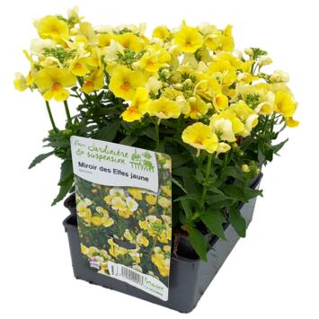 image NEMESIA JAUNE BQ6