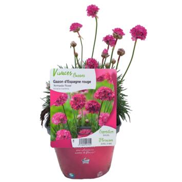 image ARMERIA MARITIMA ARMADA ROSE