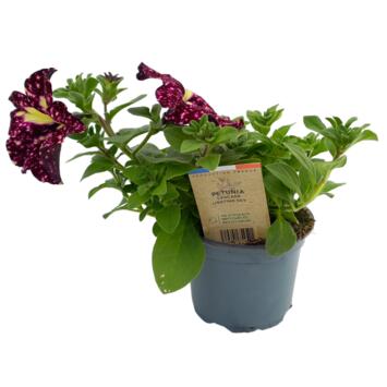image PETUNIA RETOMBANT LIGHTNING SKY
