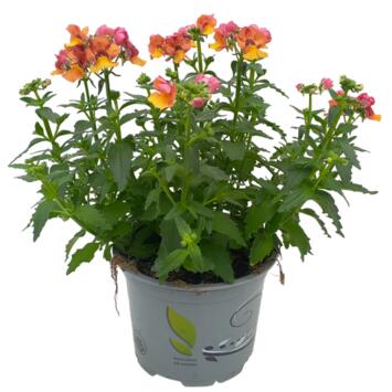 image NEMESIA COMPACT