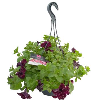 image PETUNIA RETOMBANT LIGHTNING SKY SUSP