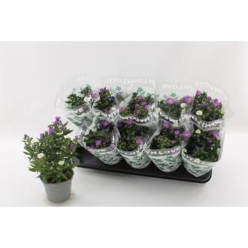 image ASTER CARNAVAL