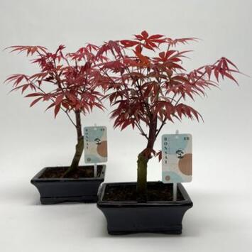 image BONSAI ACER CERAM