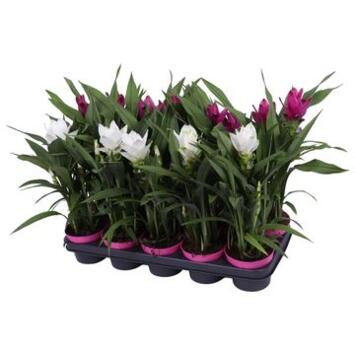 image CURCUMA 2FL VARIE