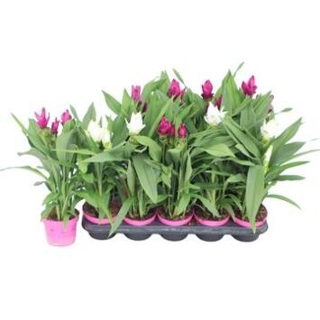 image CURCUMA 2FL VARIE