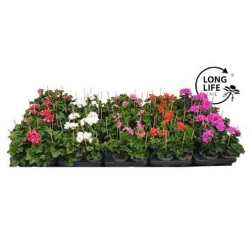 image GERANIUM LIERRE DBLE VARIE