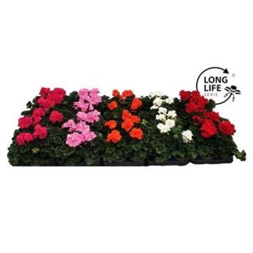 image GERANIUM ZONAL VARIE