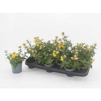 image NEMESIA JAUNE