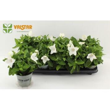 image PLATYCODON GRANDIFLORUM BLANC