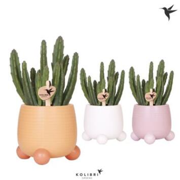 image STAPELIA LEENDERTZIAE CERAM
