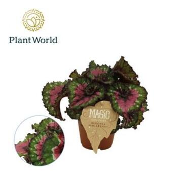 image BEGONIA REX MACARENA