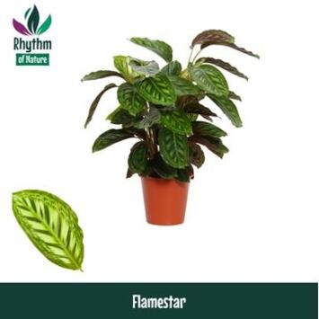 image CALATHEA FLAMESTAR