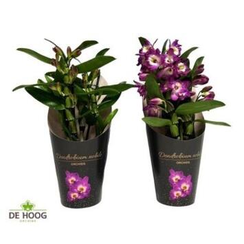 image DENDROBIUM 2BR NOBILE BOUQUET PURPLE