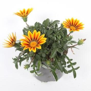 image GAZANIA MAGIC