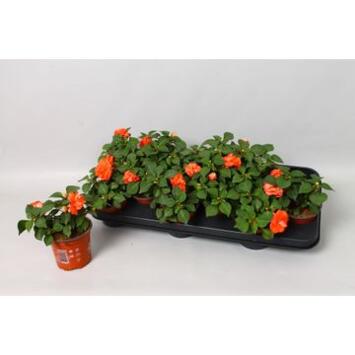 image IMPATIENS FIESTA SAUMON